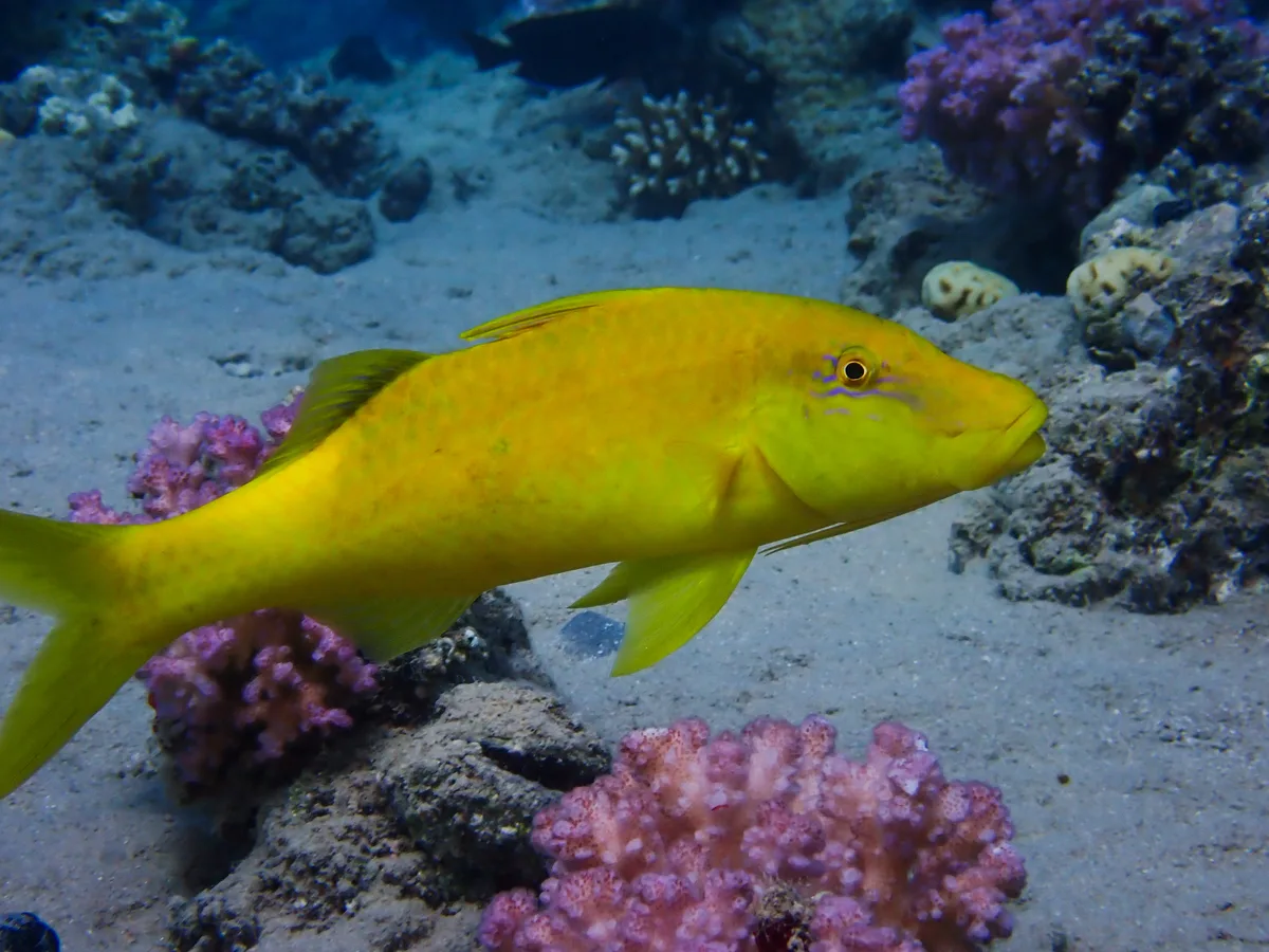 Goldsaddle Goatfish