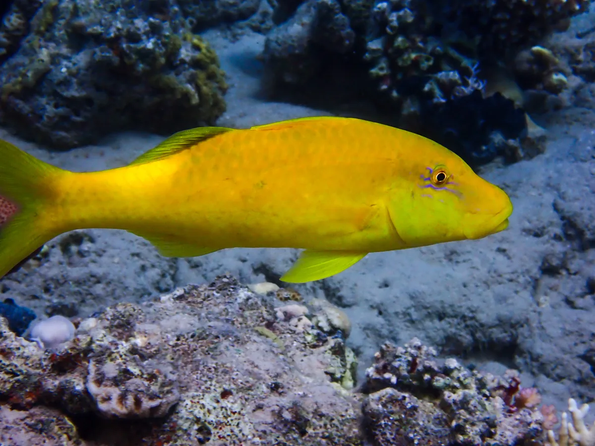 Goldsaddle Goatfish
