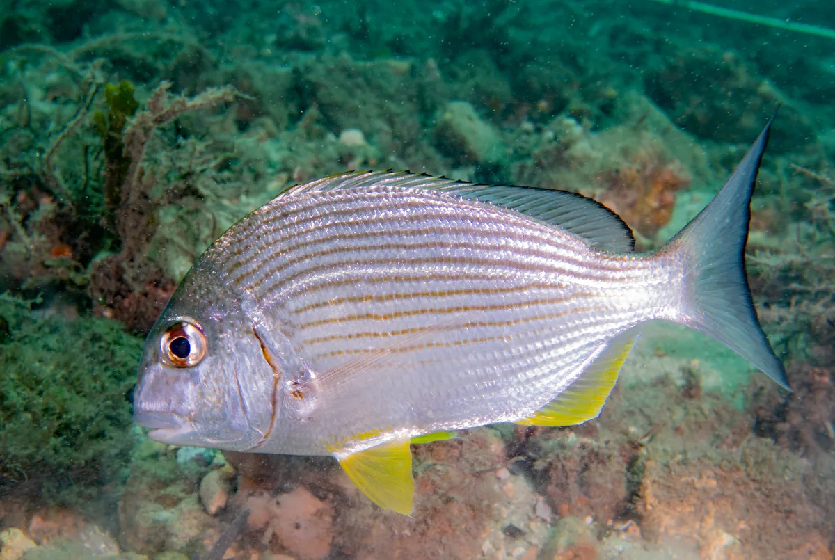 Goldstriped Seabream