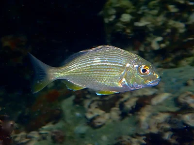 Rhabdosargus Sarba.平鯛.