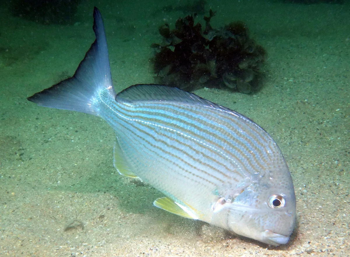 Tarwhine - Rhabdosargus sarba