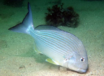 Tarwhine - Rhabdosargus sarba