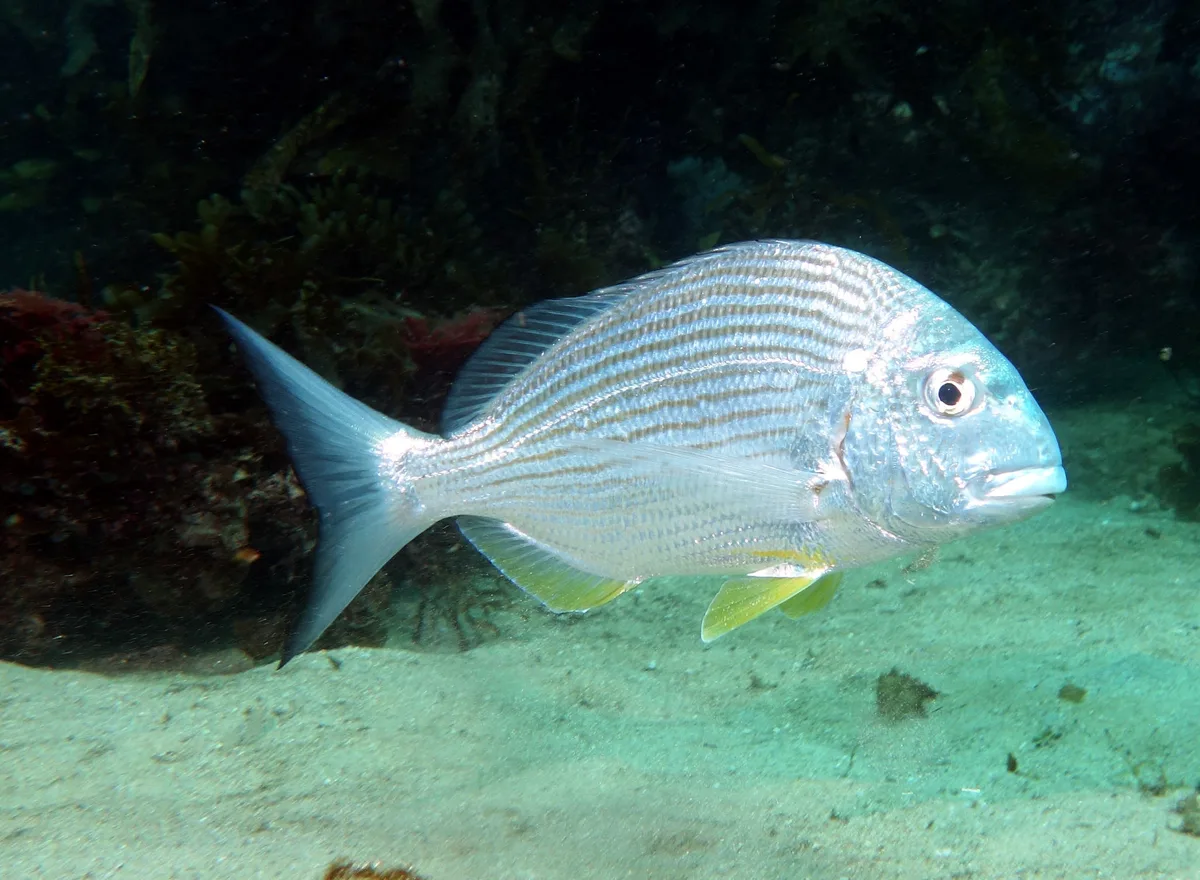 Tarwhine - Rhabdosargus sarba