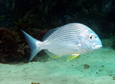 Tarwhine - Rhabdosargus sarba