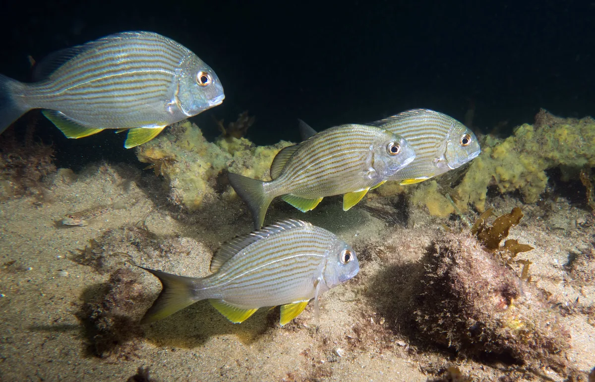 Tarwhine family - Rhabdosargus sarba