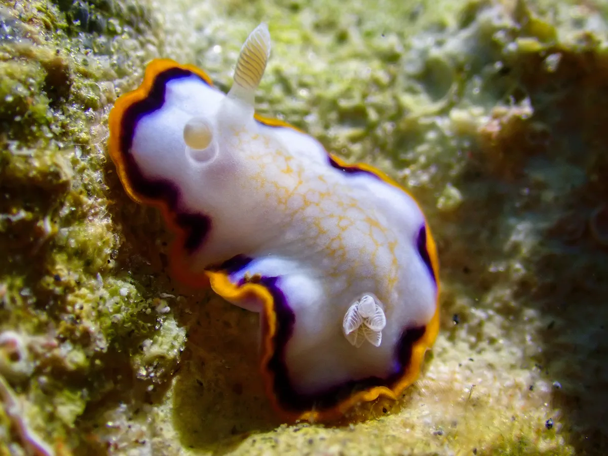 Goniobranchus Obsoletus