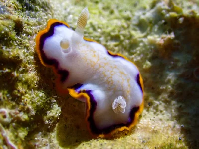 Goniobranchus Obsoletus
