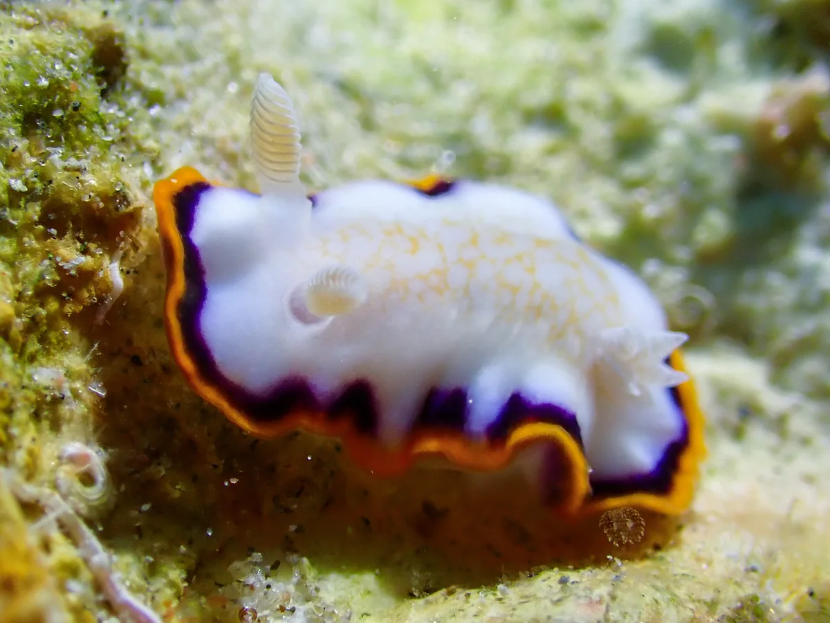 Goniobranchus Obsoletus