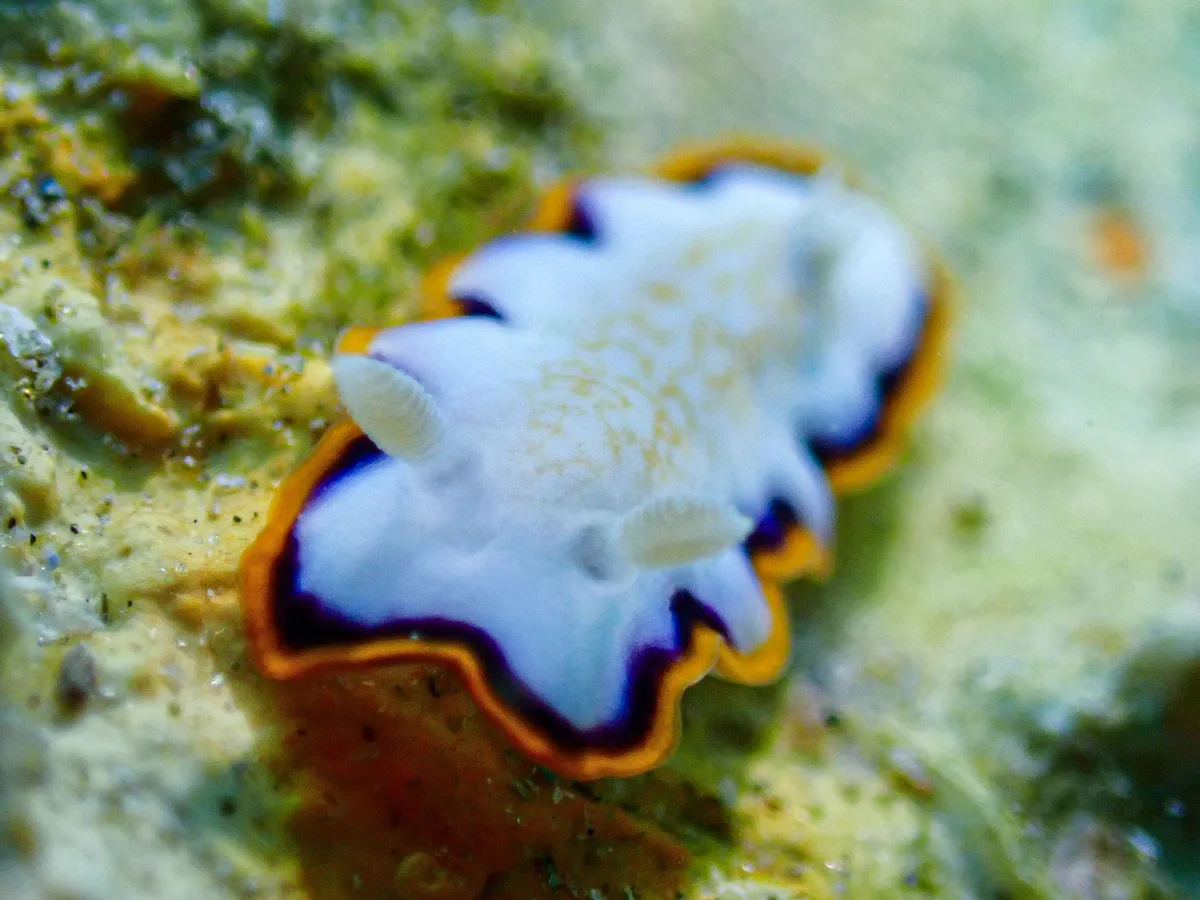 Goniobranchus Obsoletus