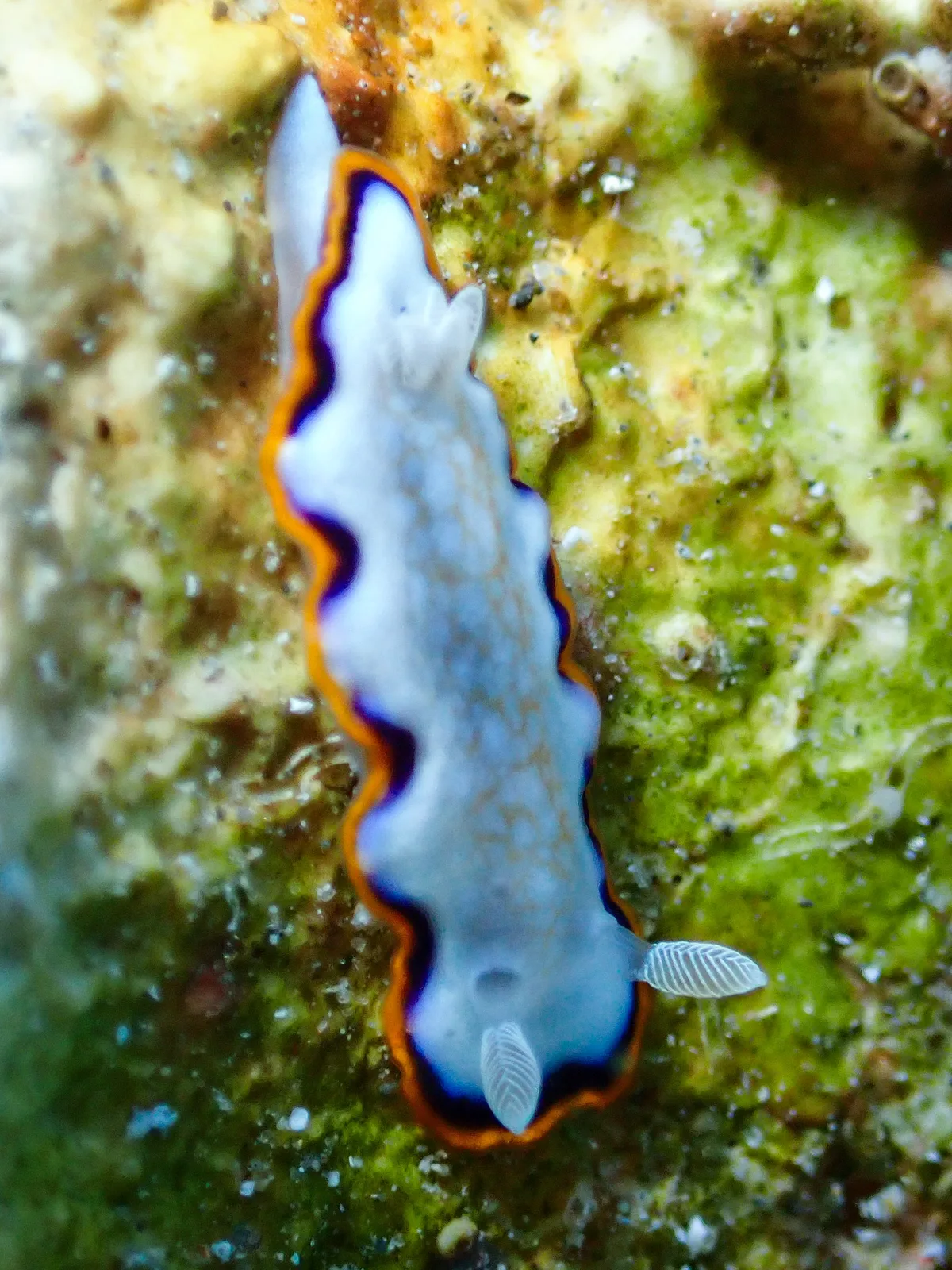 Goniobranchus Obsoletus