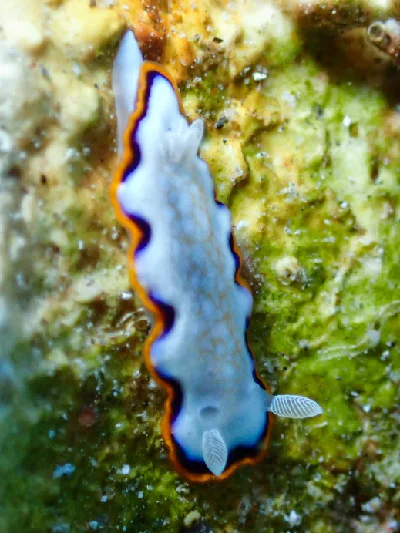 Goniobranchus Obsoletus