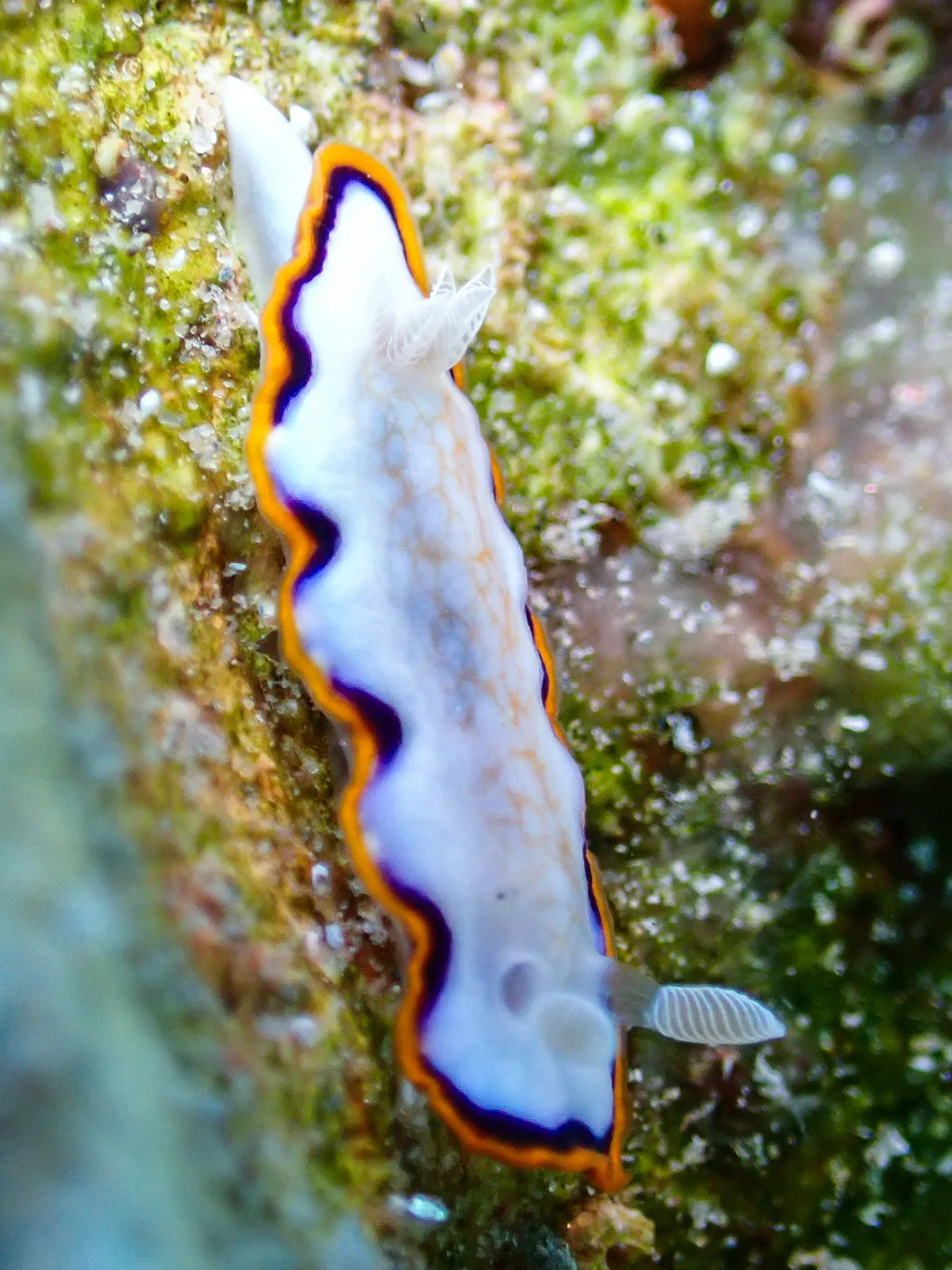 Goniobranchus Obsoletus