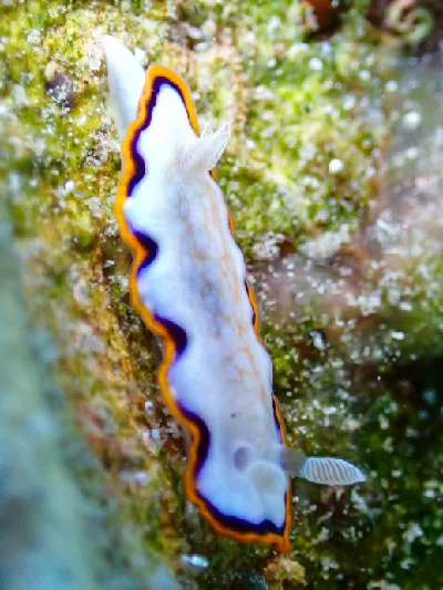 Goniobranchus Obsoletus