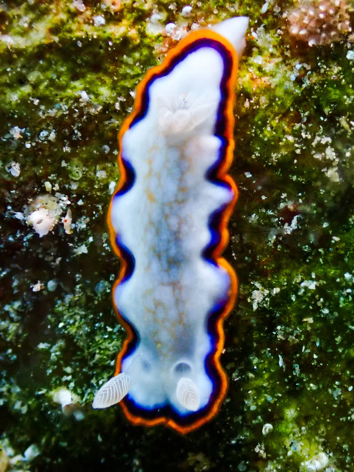 Goniobranchus Obsoletus