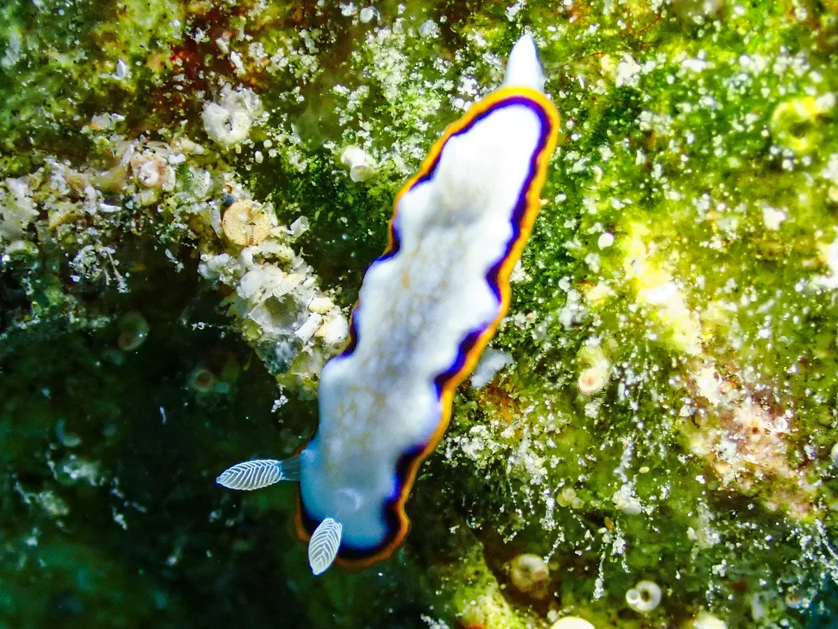 Goniobranchus Obsoletus