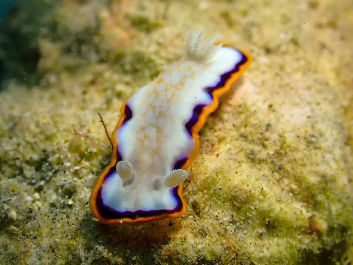 Goniobranchus Obsoletus