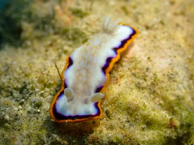 Goniobranchus Obsoletus