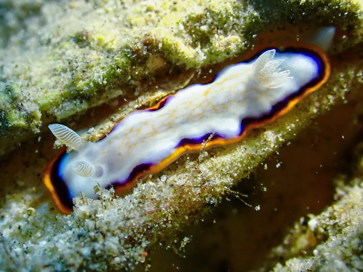 Goniobranchus Obsoletus