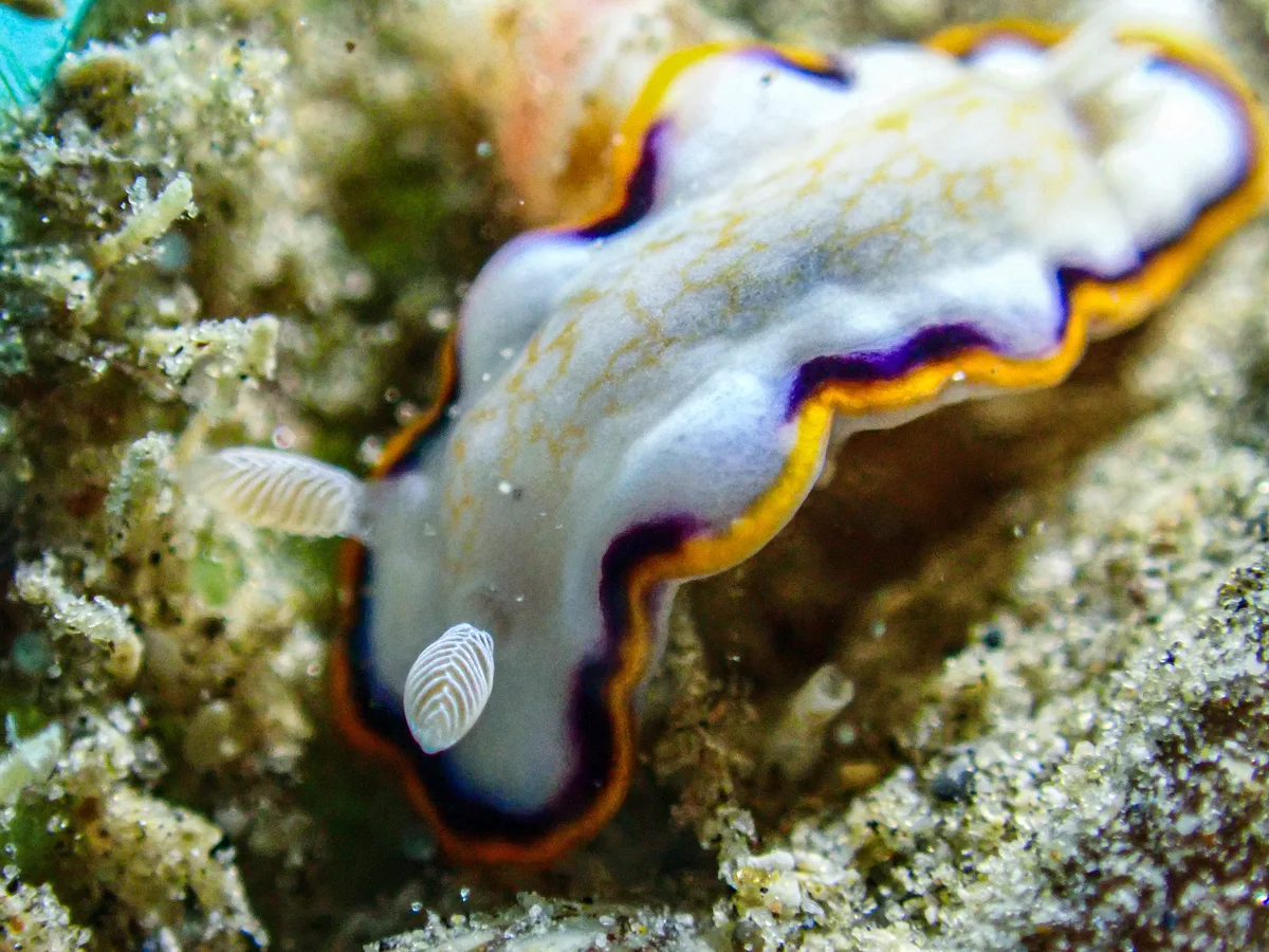 Goniobranchus Obsoletus