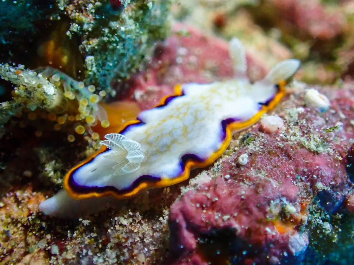 Goniobranchus Obsoletus
