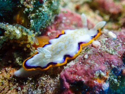 Goniobranchus Obsoletus