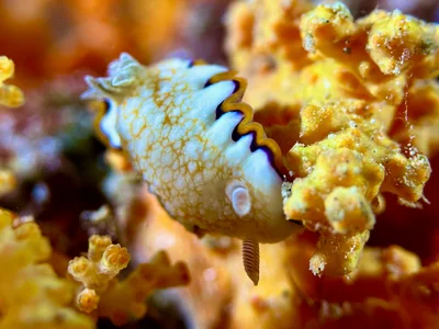 Goniobranchus Obsoletus