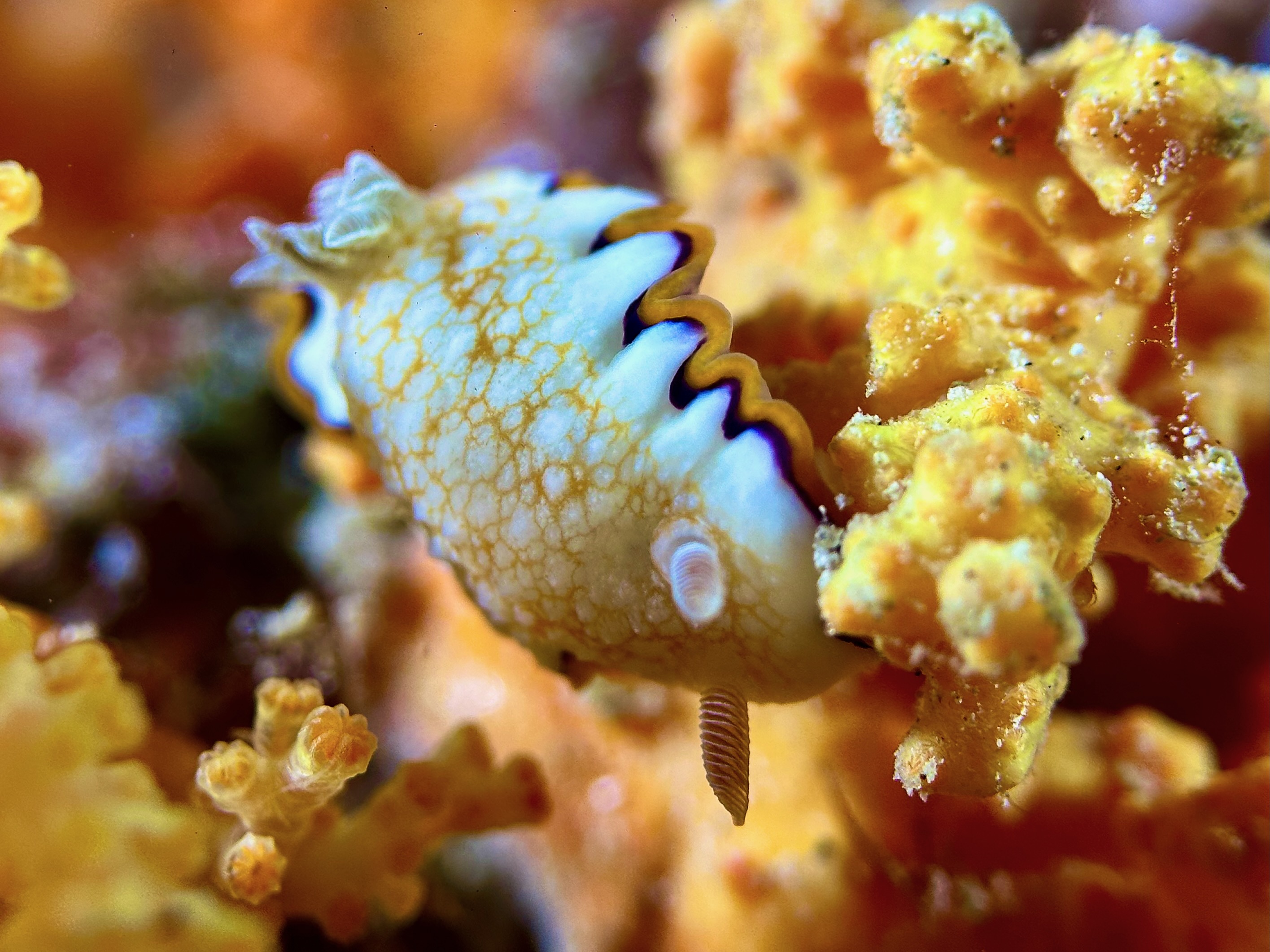Goniobranchus Obsoletus