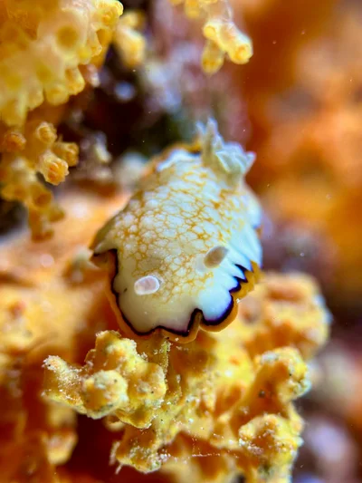 Goniobranchus Obsoletus
