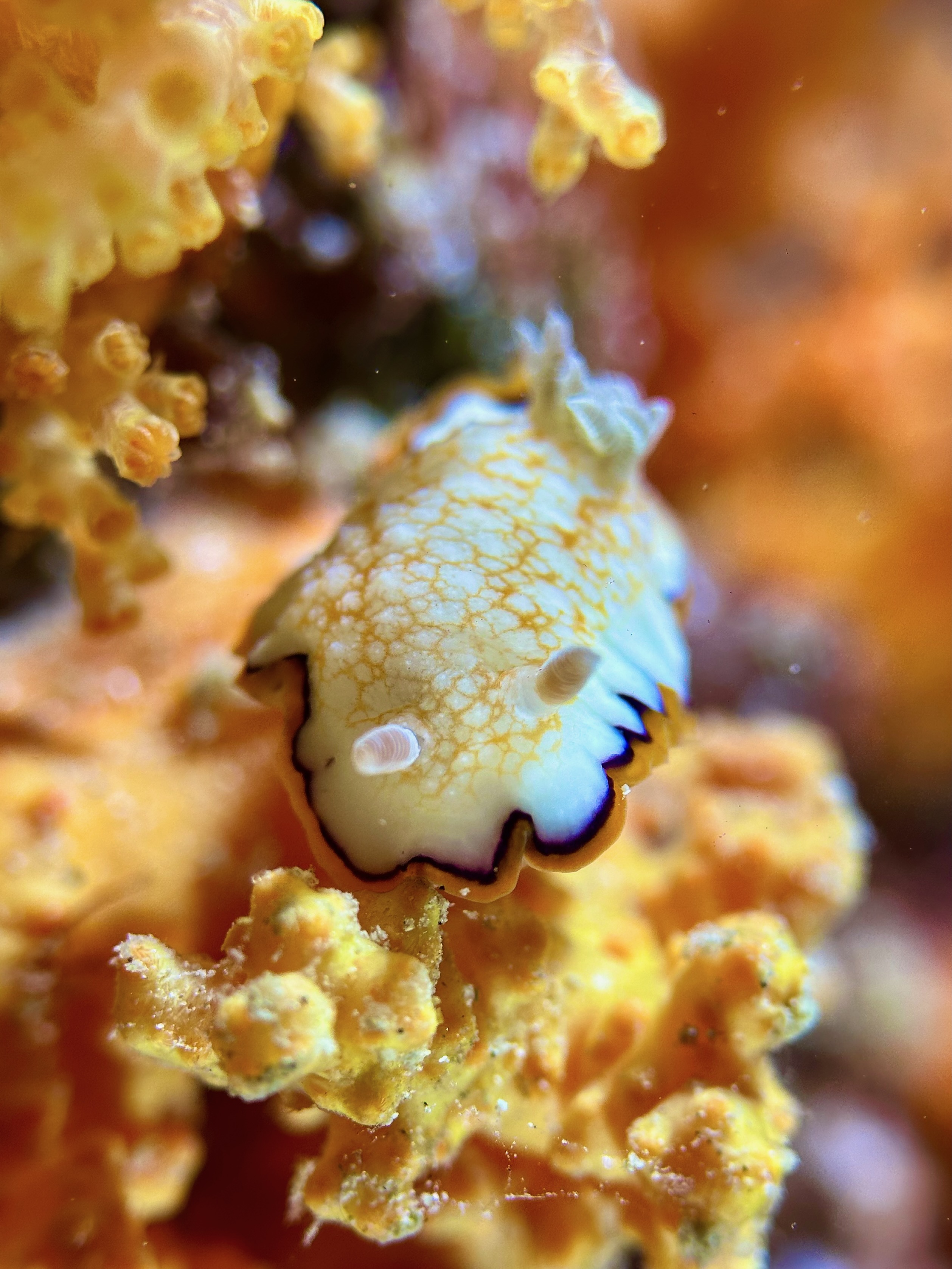 Goniobranchus Obsoletus