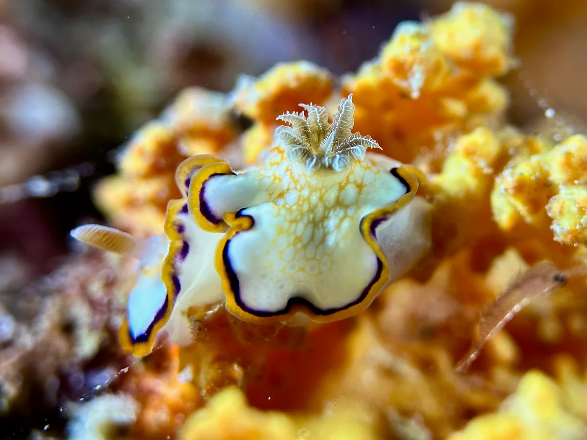Goniobranchus Obsoletus