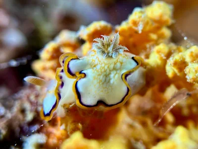Goniobranchus Obsoletus