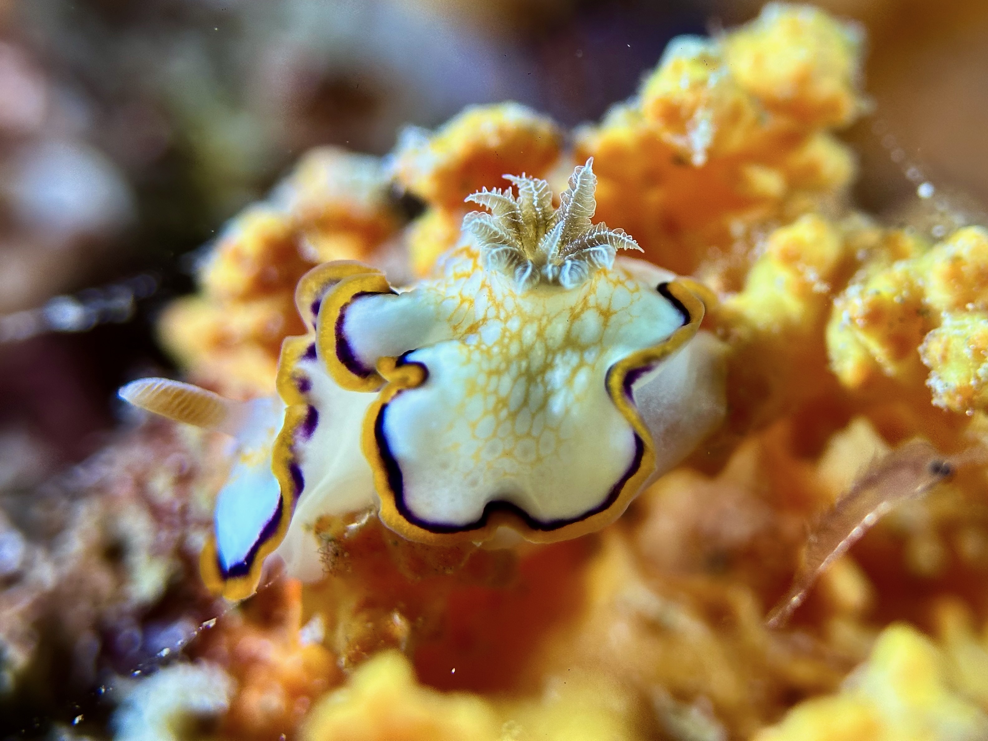 Goniobranchus Obsoletus