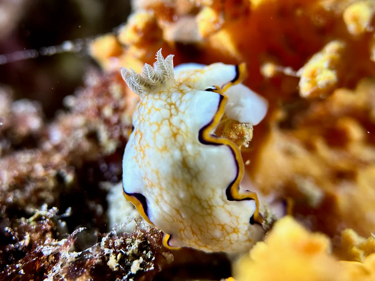 Goniobranchus Obsoletus