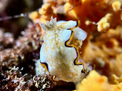 Goniobranchus Obsoletus