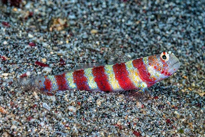 Gorgeous Shrimpgoby