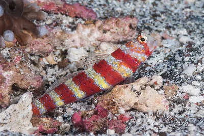 Gorgeous Shrimpgoby