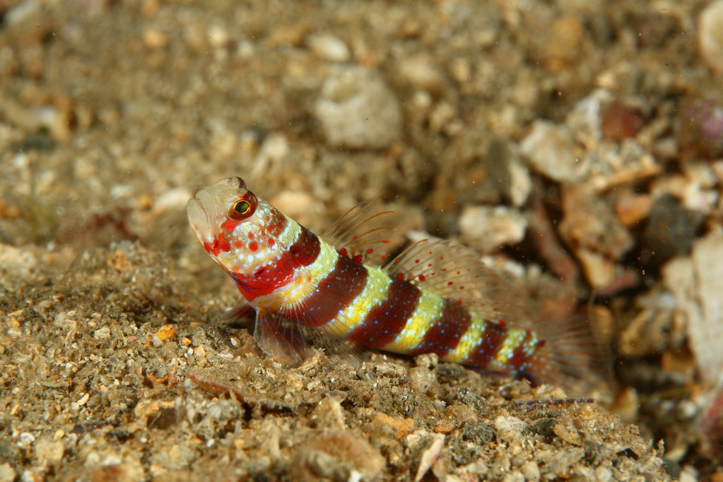 紅紋鈍鯊 Amblyeleotris wheeleri