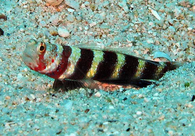 Wheelers Goby - Amblyeleotris wheeleri