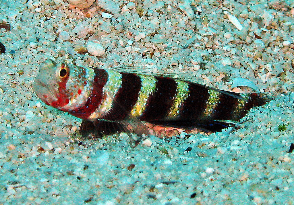 Wheelers Goby - Amblyeleotris wheeleri