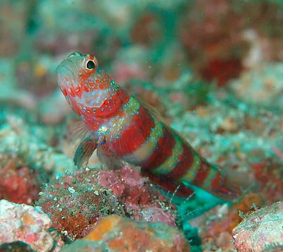 Amblyeleotris wheeleri 09 8604
