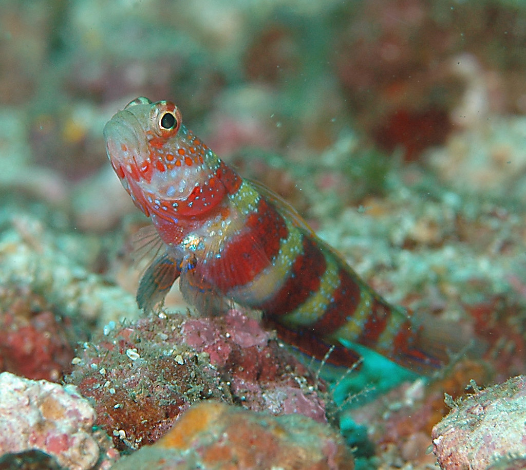 Amblyeleotris wheeleri 09 8604