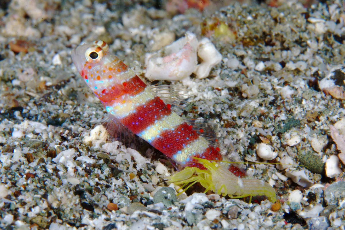 Shrimpgoby
