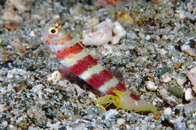 Shrimpgoby