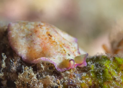 Pseudoceros goslineri