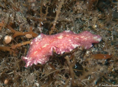 Pseudoceros goslineri
