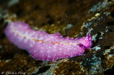 Pseudoceros goslineri