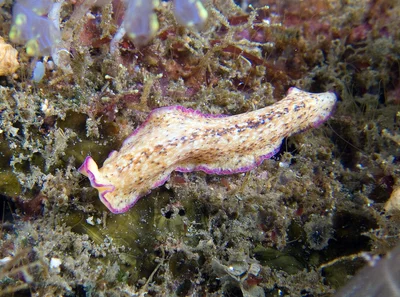 pseudoceros_goslineri