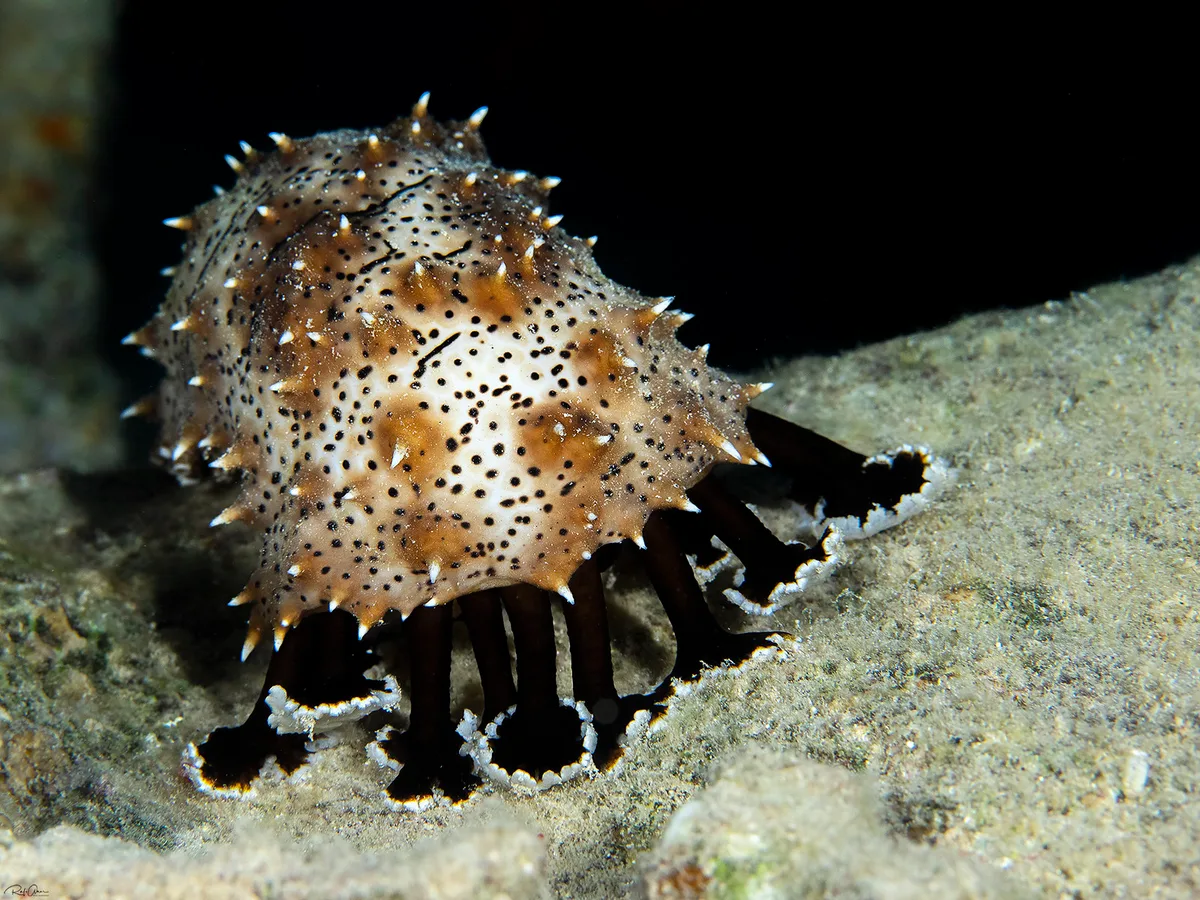 Blackspotted Sea Cucumber - Pearsonothuria graeffei