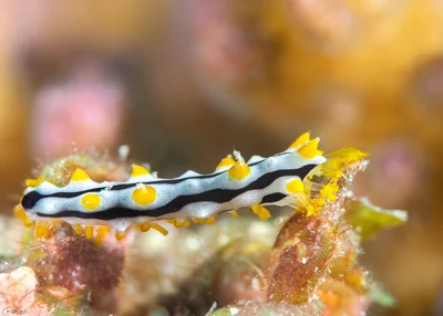 Graeffe's Sea Cucumber - Juvenile - Pearsonothuria graeffei