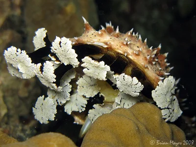 Graeffe's Sea Cucumber (Pearsonothuria graeffei)